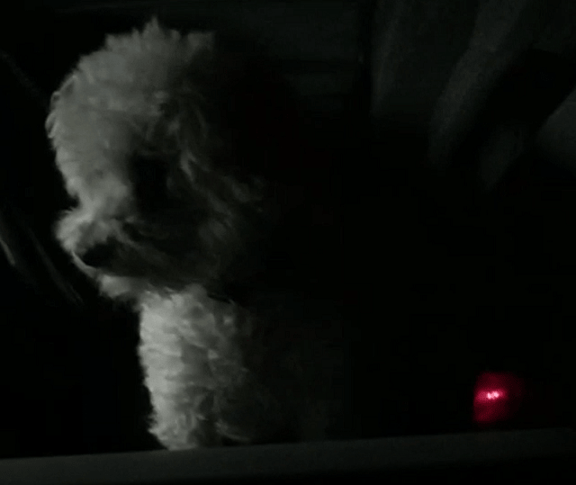 Saving puppy from locked car